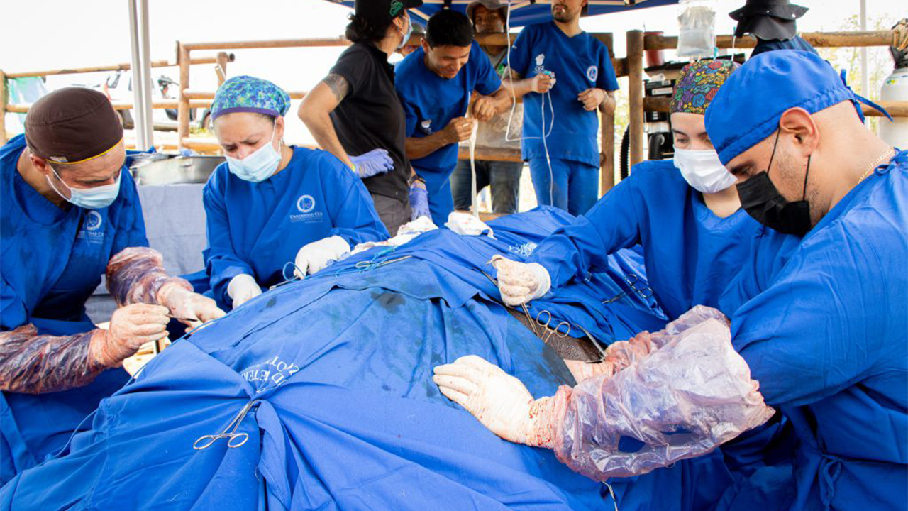 Esterilización de hembra de hipopótamo