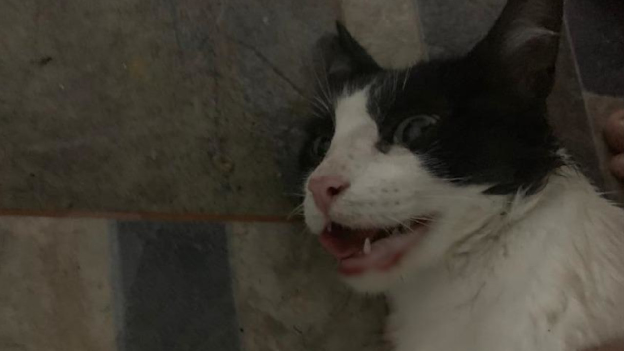 “Oreo”, caso de maltrato animal