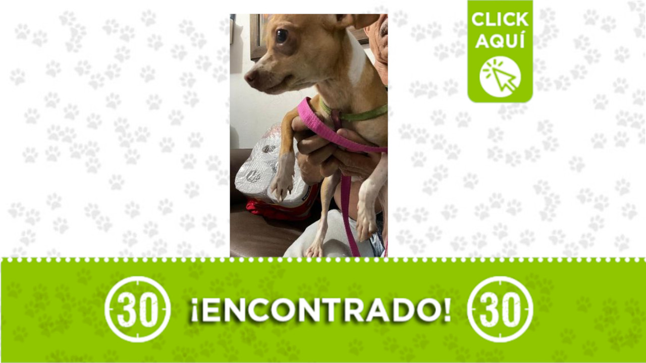 Perrito Robledo El Diamante