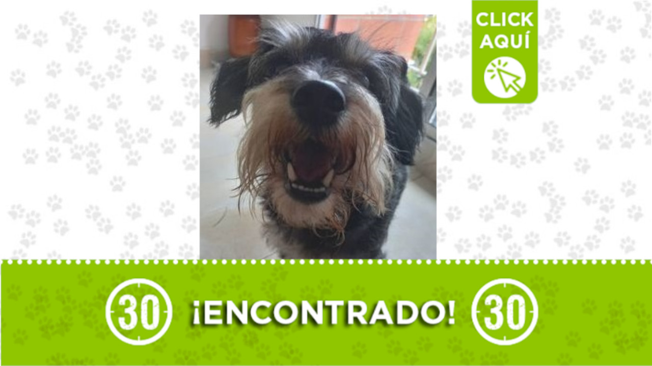 Perrito encontrado Robledo Villa Campiña