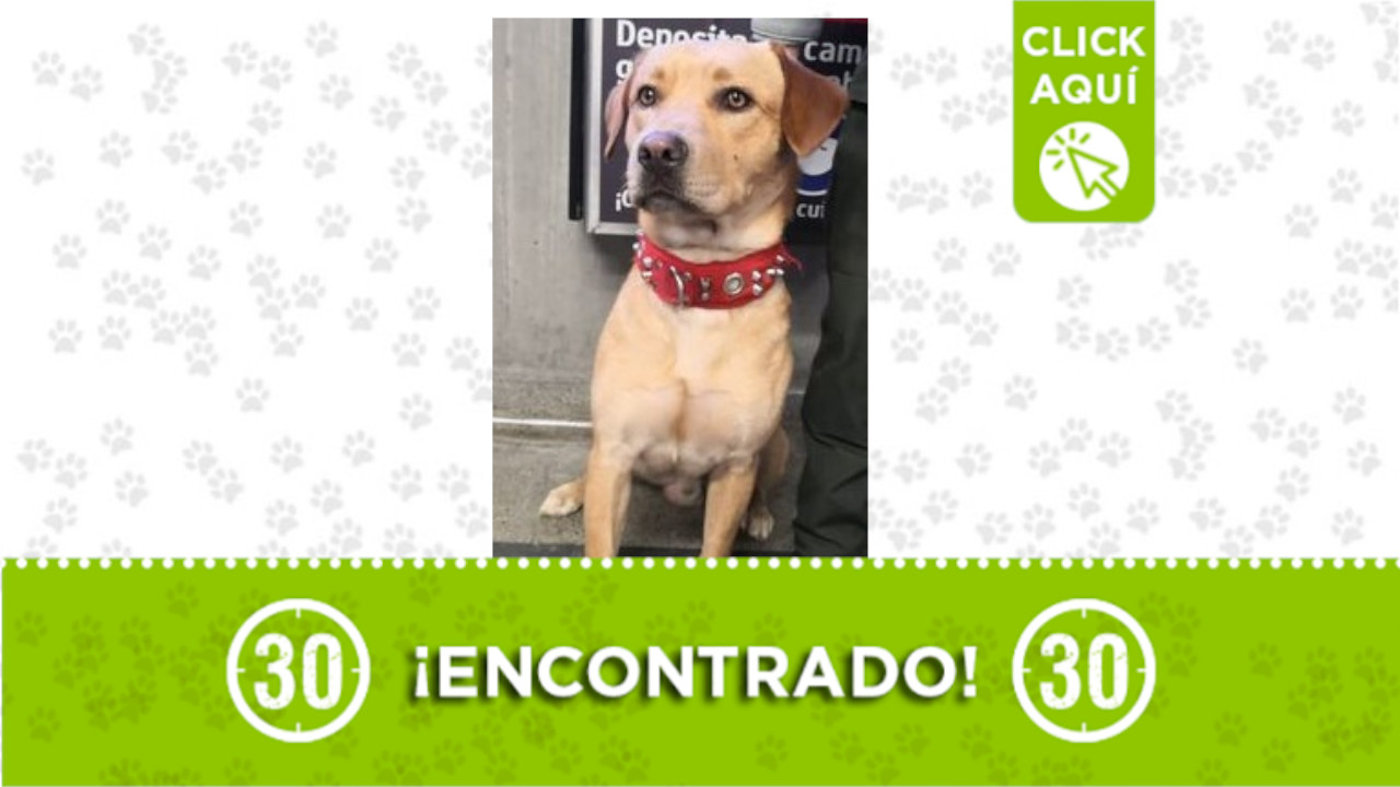 Perrito encontrado Alpujarra