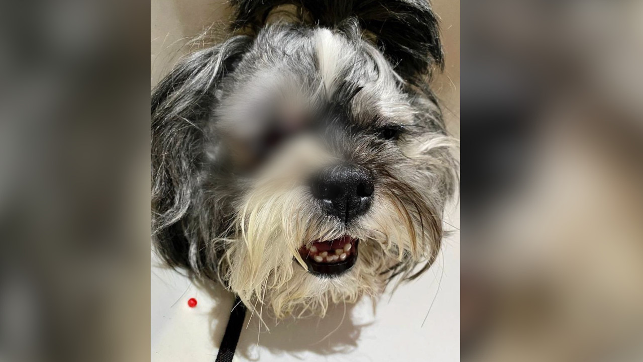 Se creía veterinaria operó a un perrito y le hizo perder un ojito