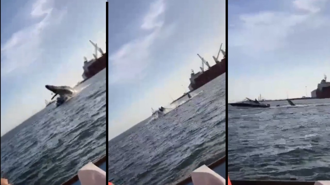 Video. Ballena saltó fuera del mar y cayó sobre lancha de turistas