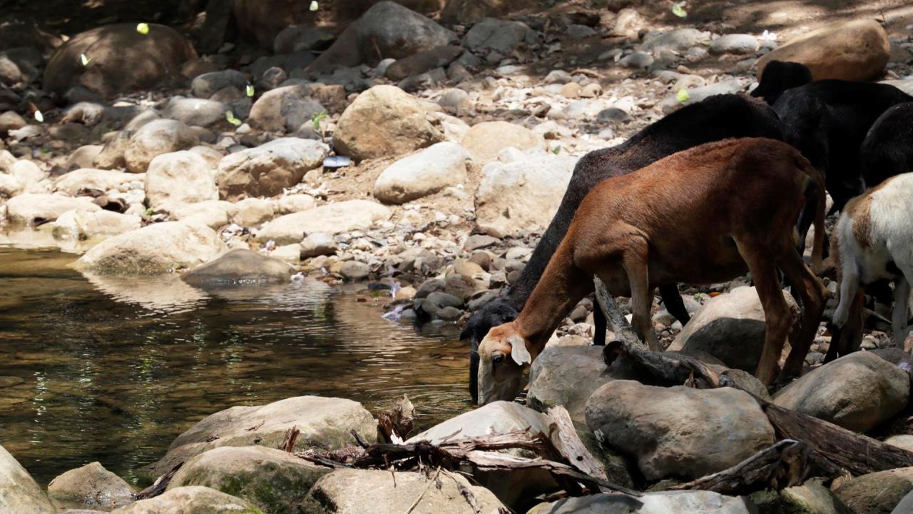 bruno quebrada guajira