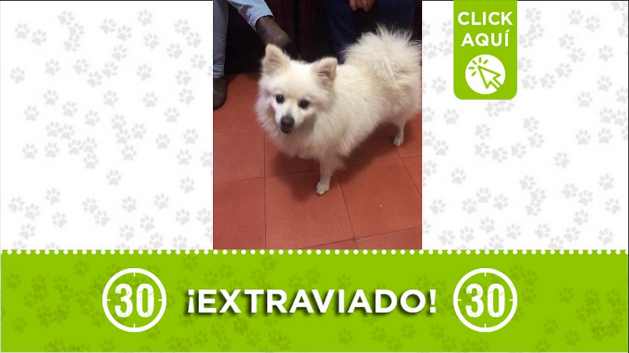 perrito perdido
