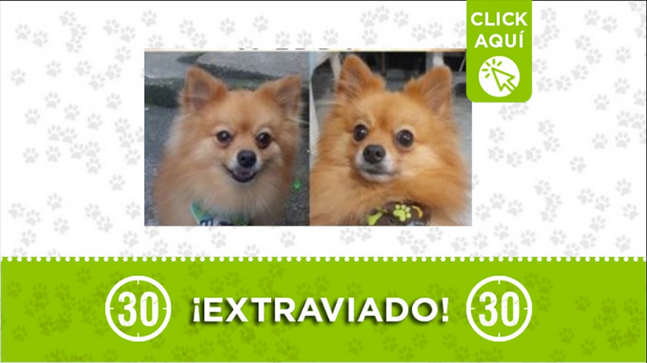 Perrito perdido