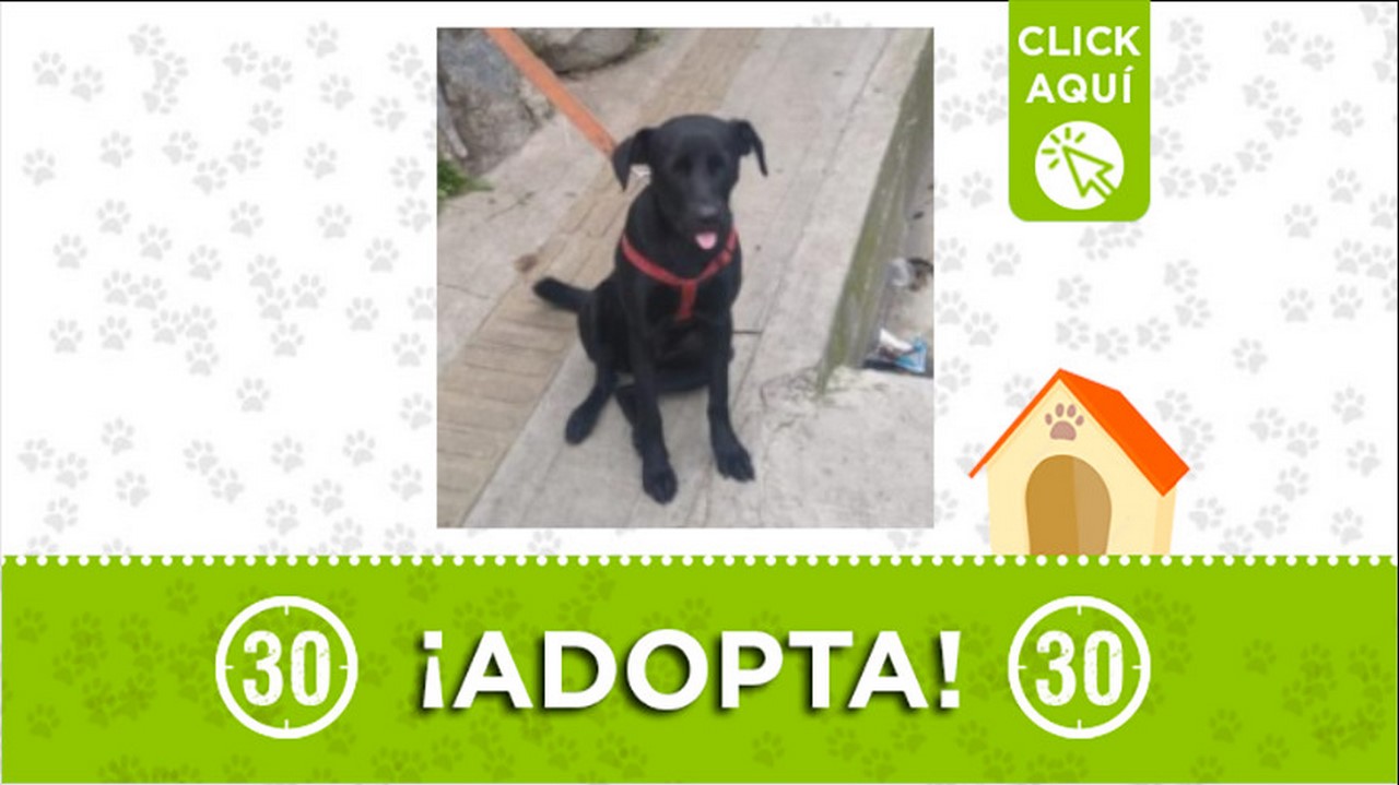 Perrita busca hogar de paso