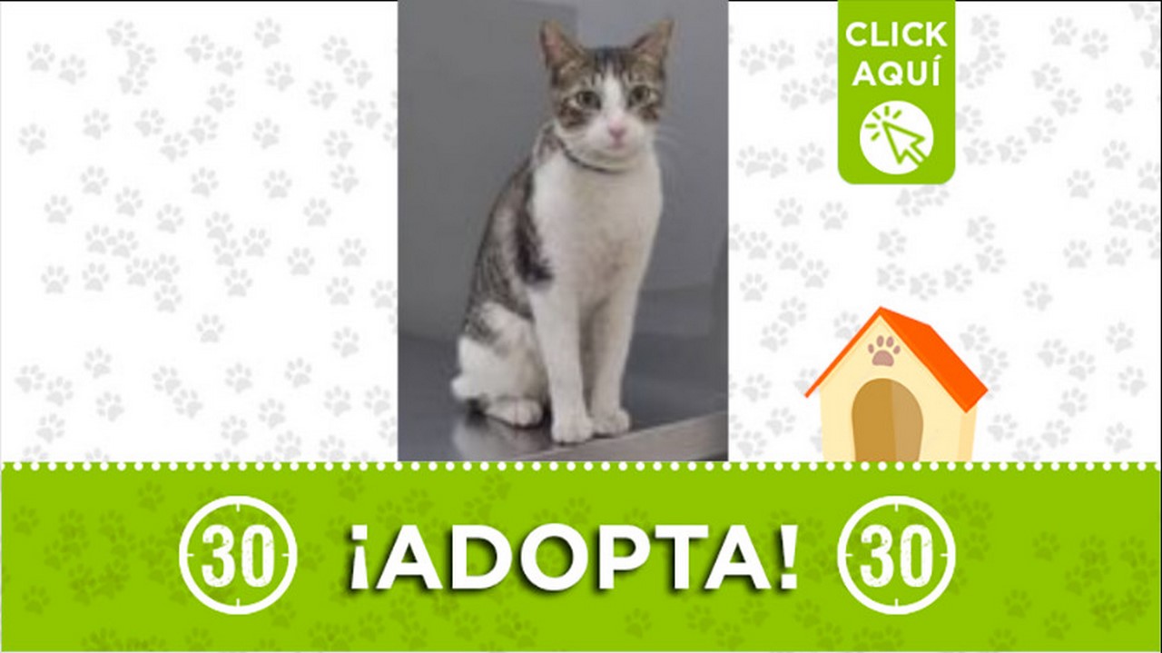 Gatico en adopción