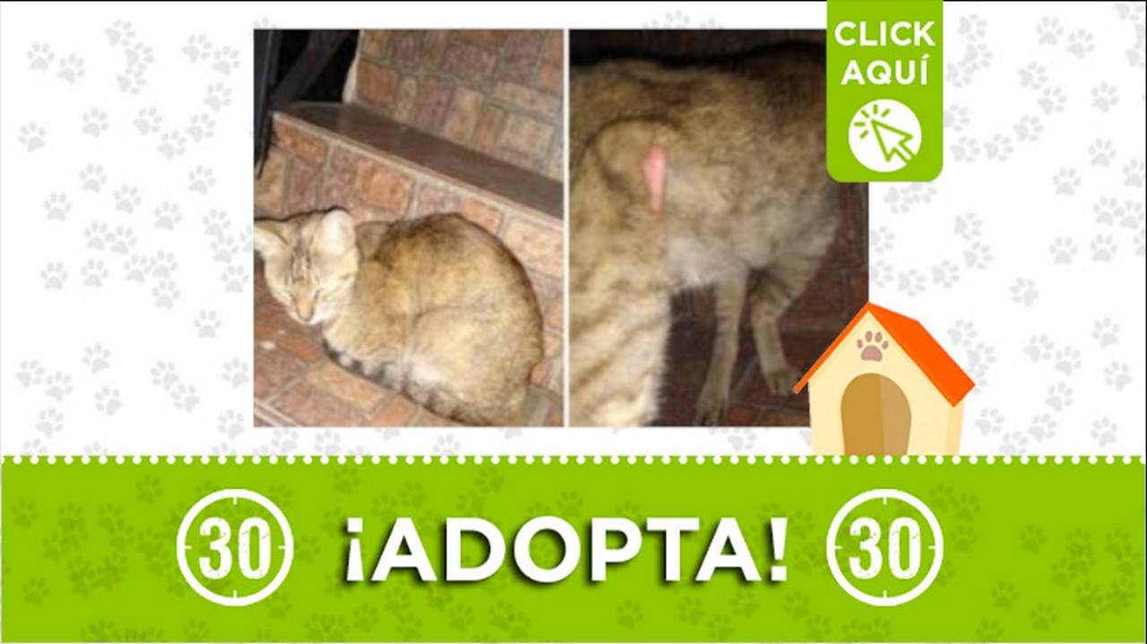 gatica en adopción