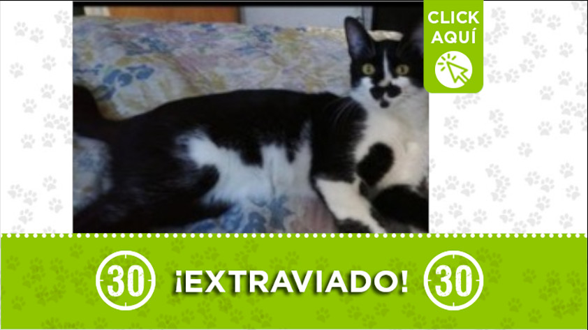 Este gatico se perdió en Villa Paula ¿Lo ha visto?