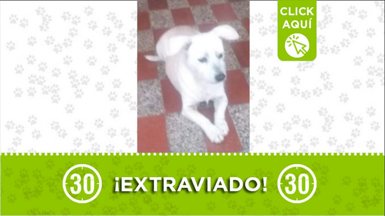 Perrito perdido