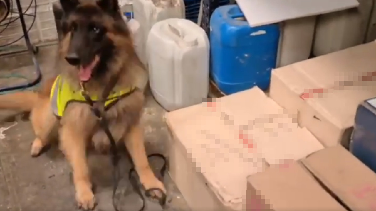 ¡Se les cayó el pedido! ‘Tulio’ encontró 26 kilos de marihuana en una empresa de encomiendas en Sabaneta