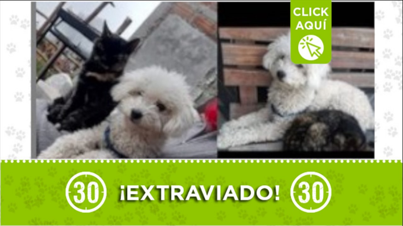 ¿Los has visto? Los buscan en San Pedro de Los Milagros