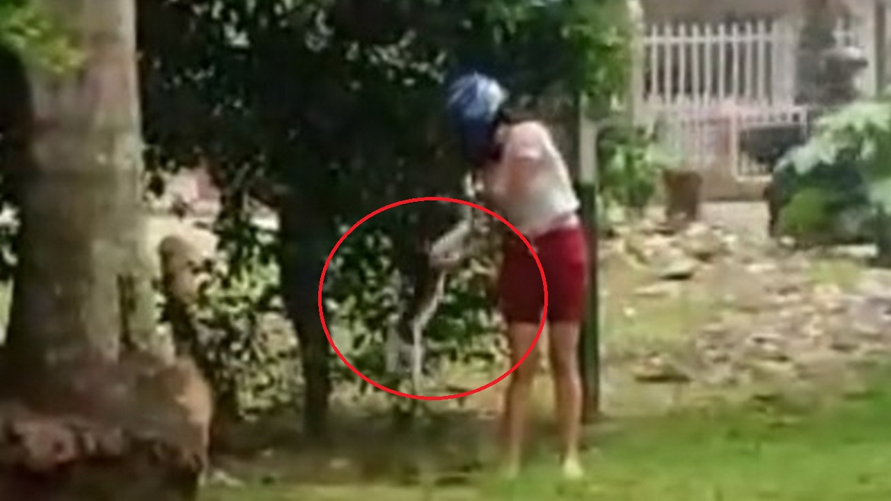 Multa a mujer que abandonó un gato en parque de Bucaramanga