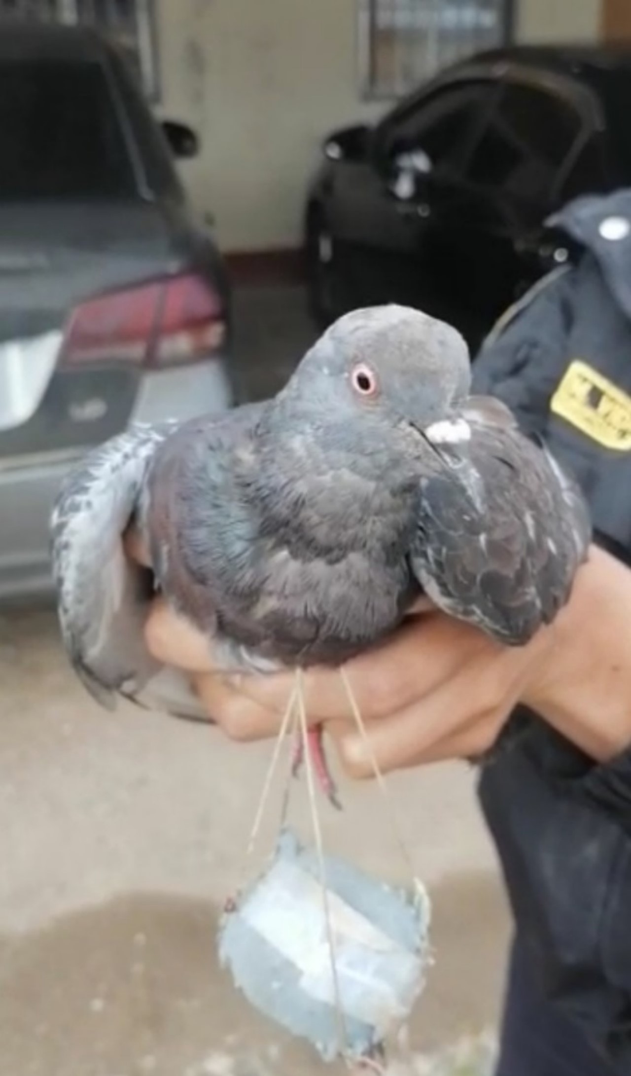 Cogieron a paloma que intentaba ingresar marihuana a cárcel en Perú 2 narco paloma carcel peru 1