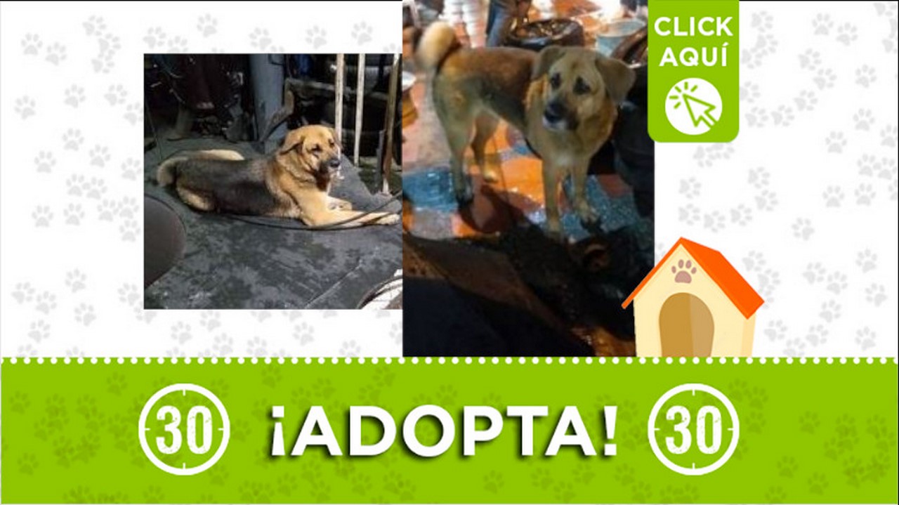perrita en adopción