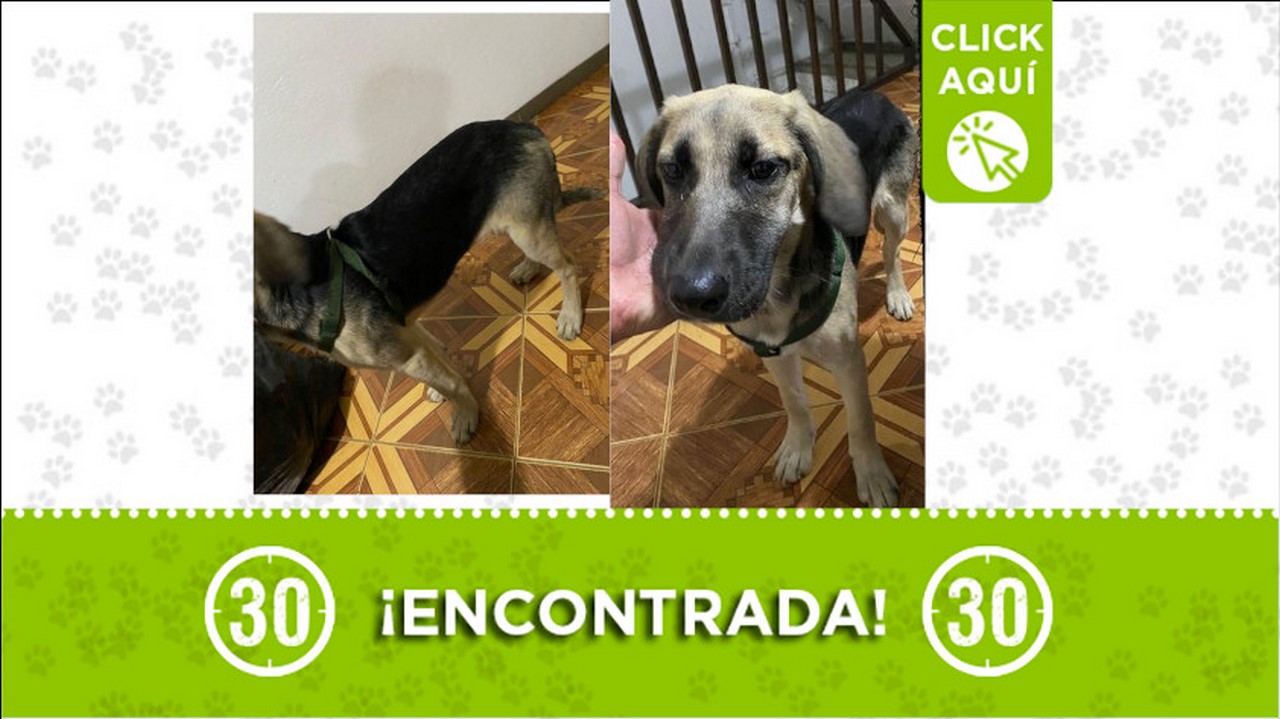 perrita encontrada
