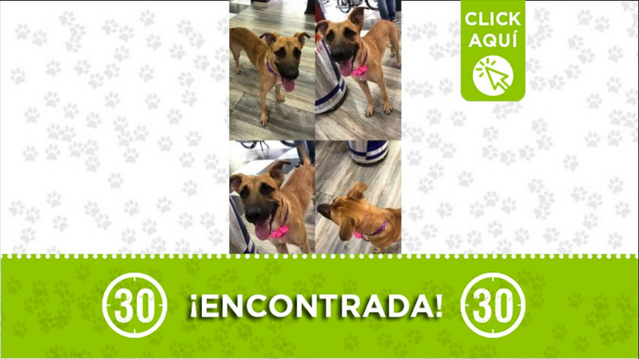 perrita encontrada