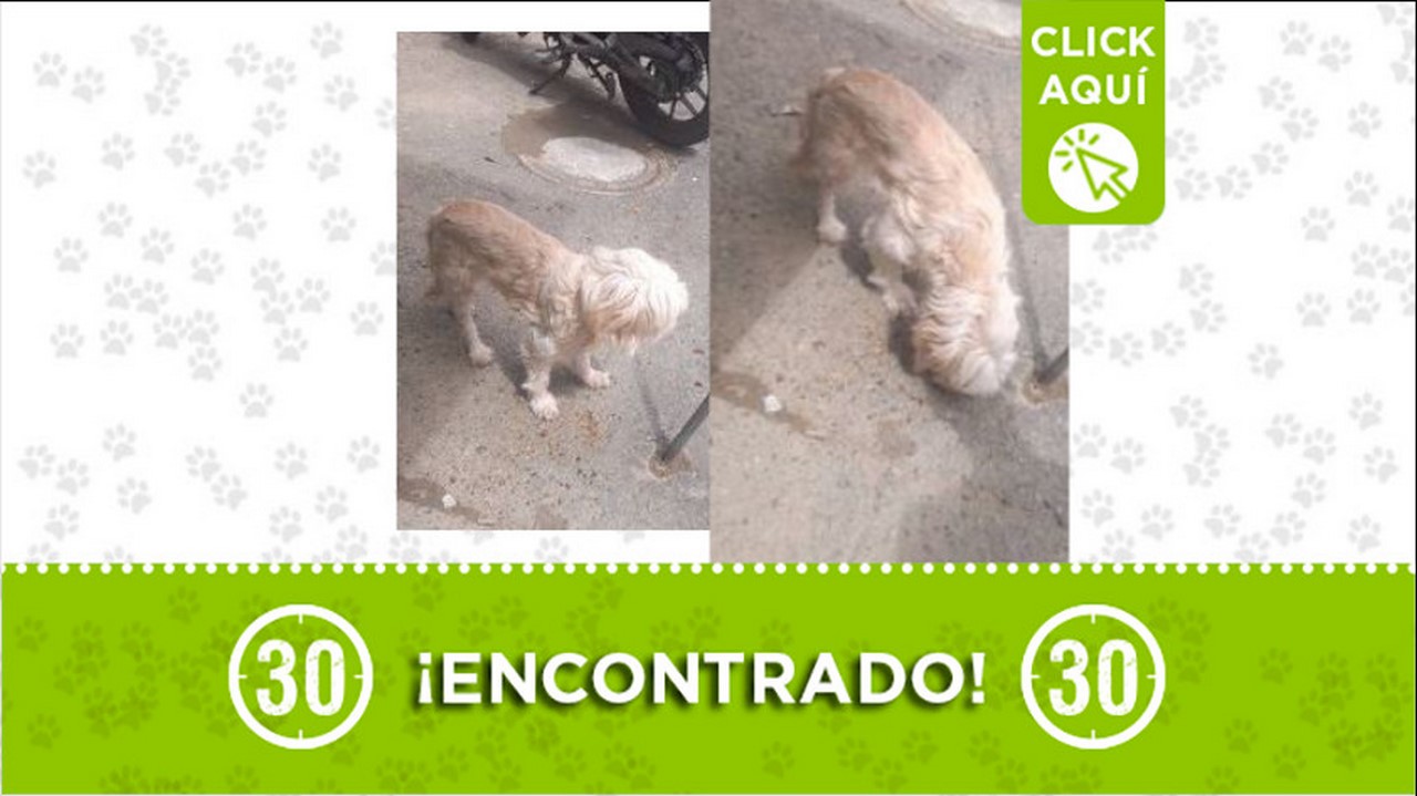 perrito encontrado