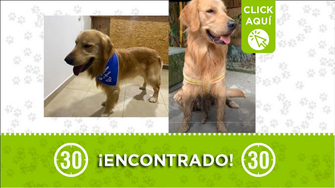 Perrito encontrado en Ditaires-Itagüí, buscan a sus dueños