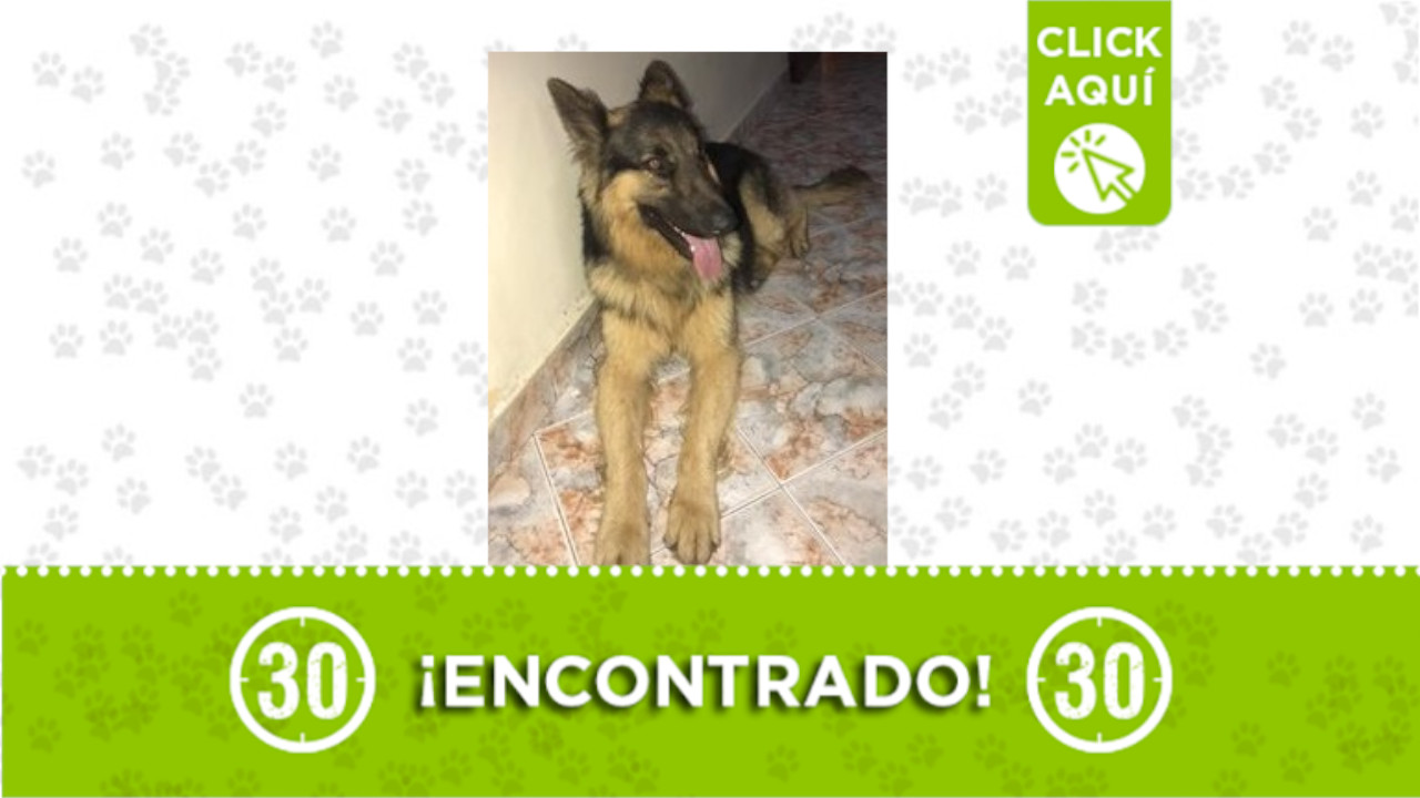 perro Santa Fe de Antioquia