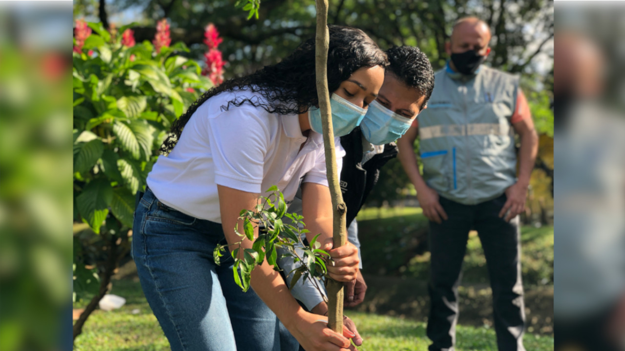 ¡Qué maravilla! La Alcaldía de Medellín sembrará 547 árboles en San Cristóbal
