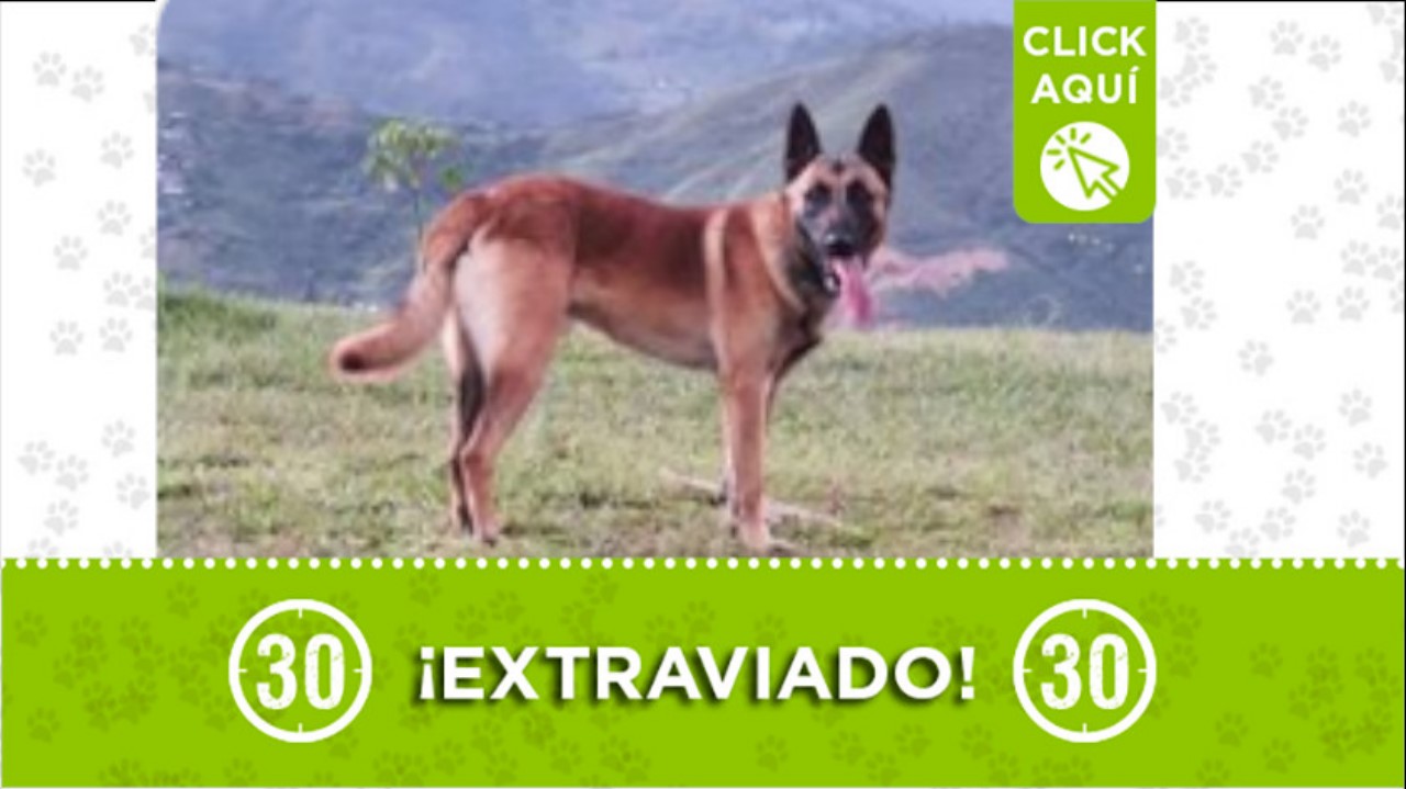 “Terry” se perdió por el centro de la Moda