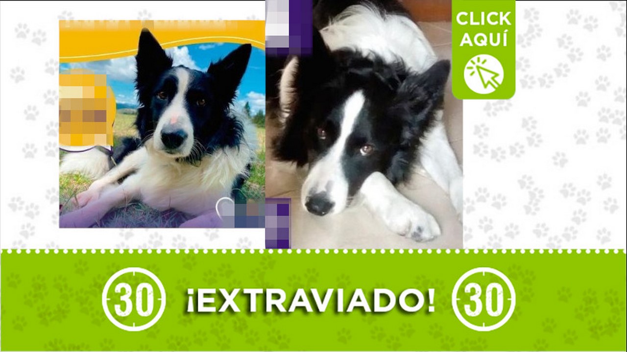 Buscan a ‘Zeta’, este perrito se perdió en la Loma del Escobero