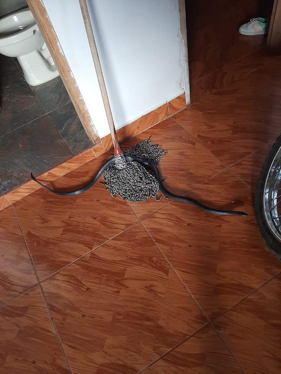 ¡Qué susto! Se iba a subir a su moto cuando vio a una culebra de dos metros entre la llanta 2 289674715 3281493295463806 4006027467662680935 n