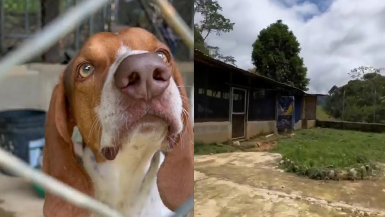 Denuncian que quieren cerrar el albergue de San Rafael, Antioquia, hay 19 animalitos en el lugar
