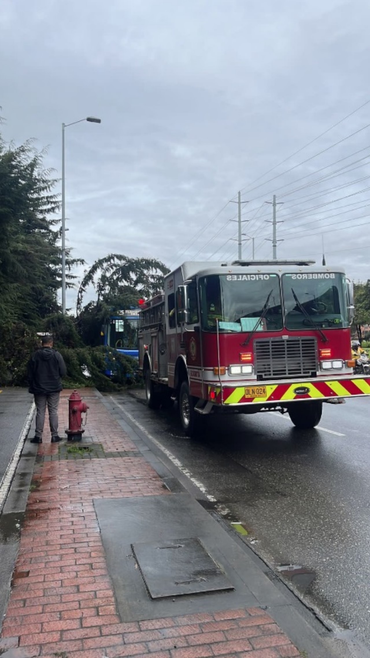 VIDEO. Tremendo hueco, colapsó parte de una vía en Bogotá 5 Bogota calle huevo arbol SITP3