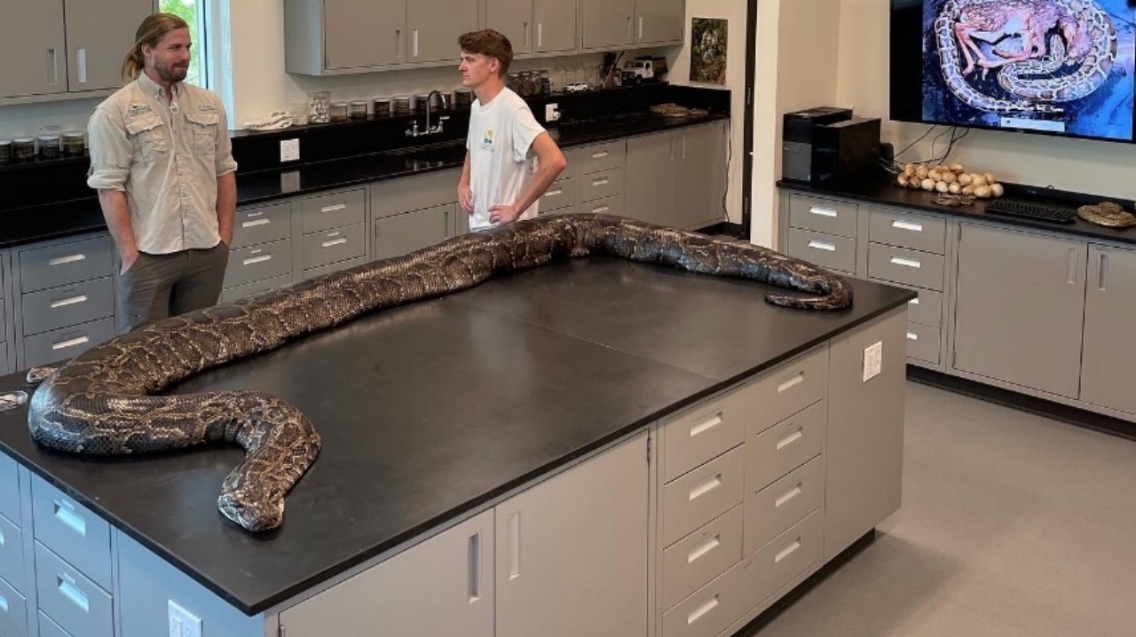 Descubrieron serpiente piton 98 kilos