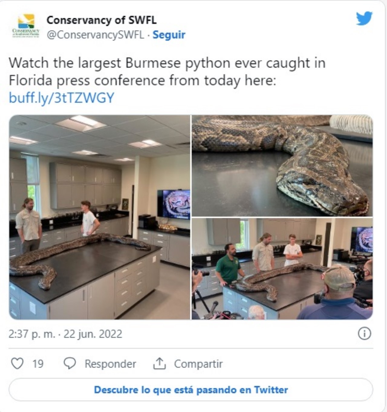 Descubrieron una serpiente pitón de 98 kilos y 5 metros de largo 4 Descubrieron una serpiente piton de 98 kilos y 5 metros de largo
