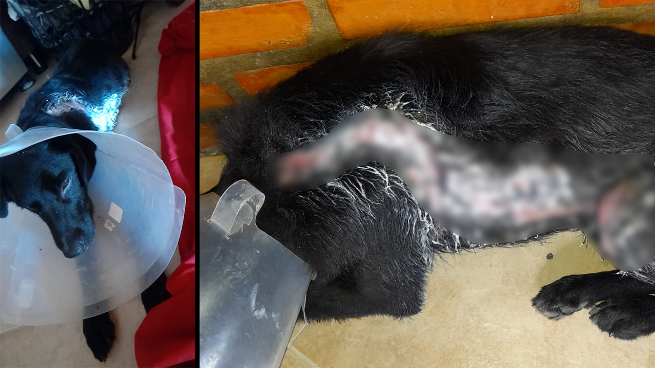 Le echaron agua caliente a un perrito en su propia casa en Cristo Rey