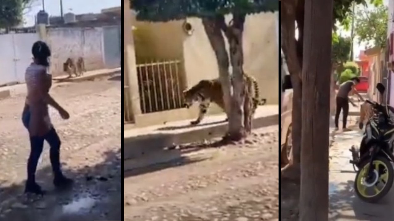 VIDEO. ¡Qué susto! Tigre de bengala se pasea por las calles de México
