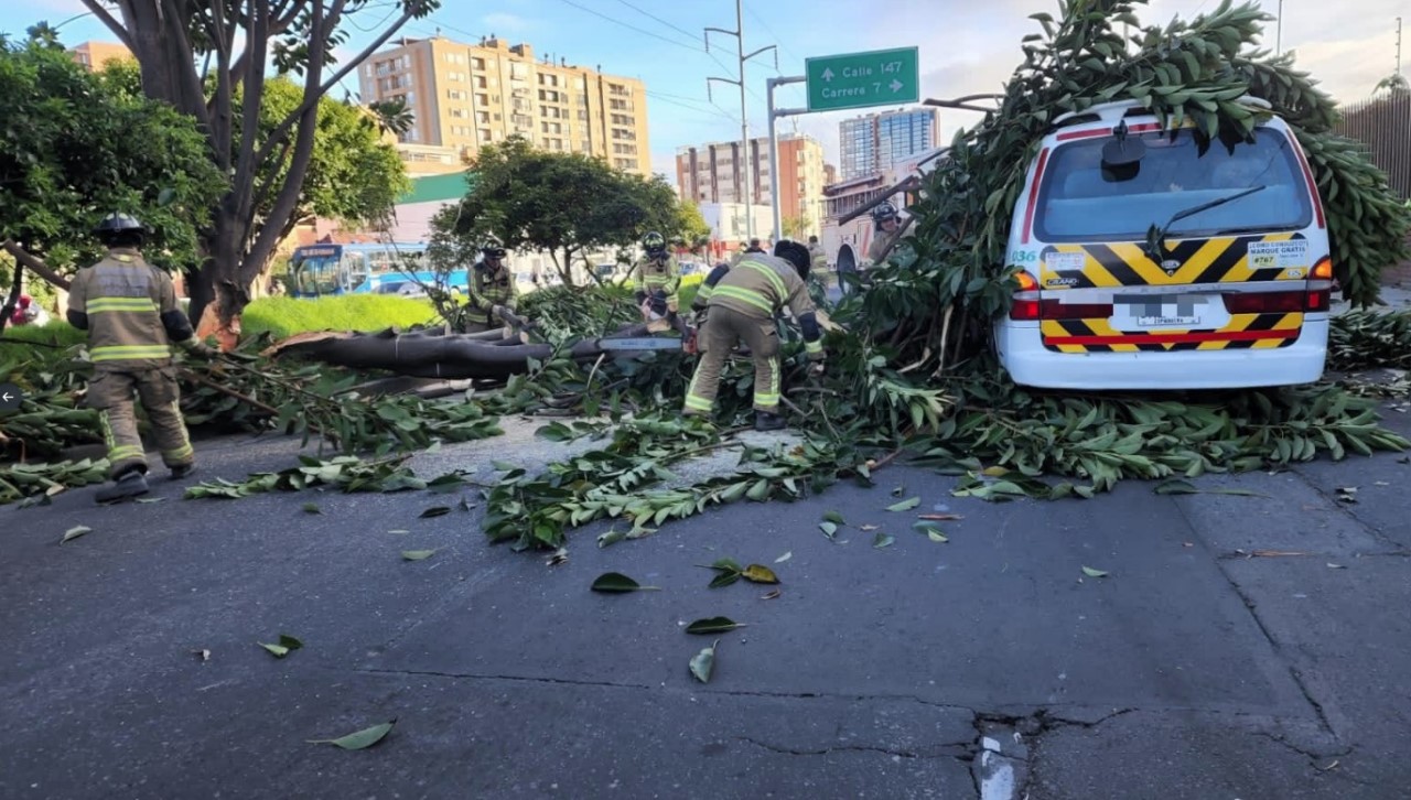 FOTOS. ¡Qué susto! árbol cayó sobre un vehículo de ruta escolar 4 arbol cayo sobre un vehiculo de ruta escolar 1