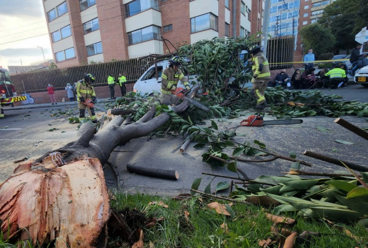 FOTOS. ¡Qué susto! árbol cayó sobre un vehículo de ruta escolar 2 arbol cayo sobre un vehiculo de ruta escolar 2