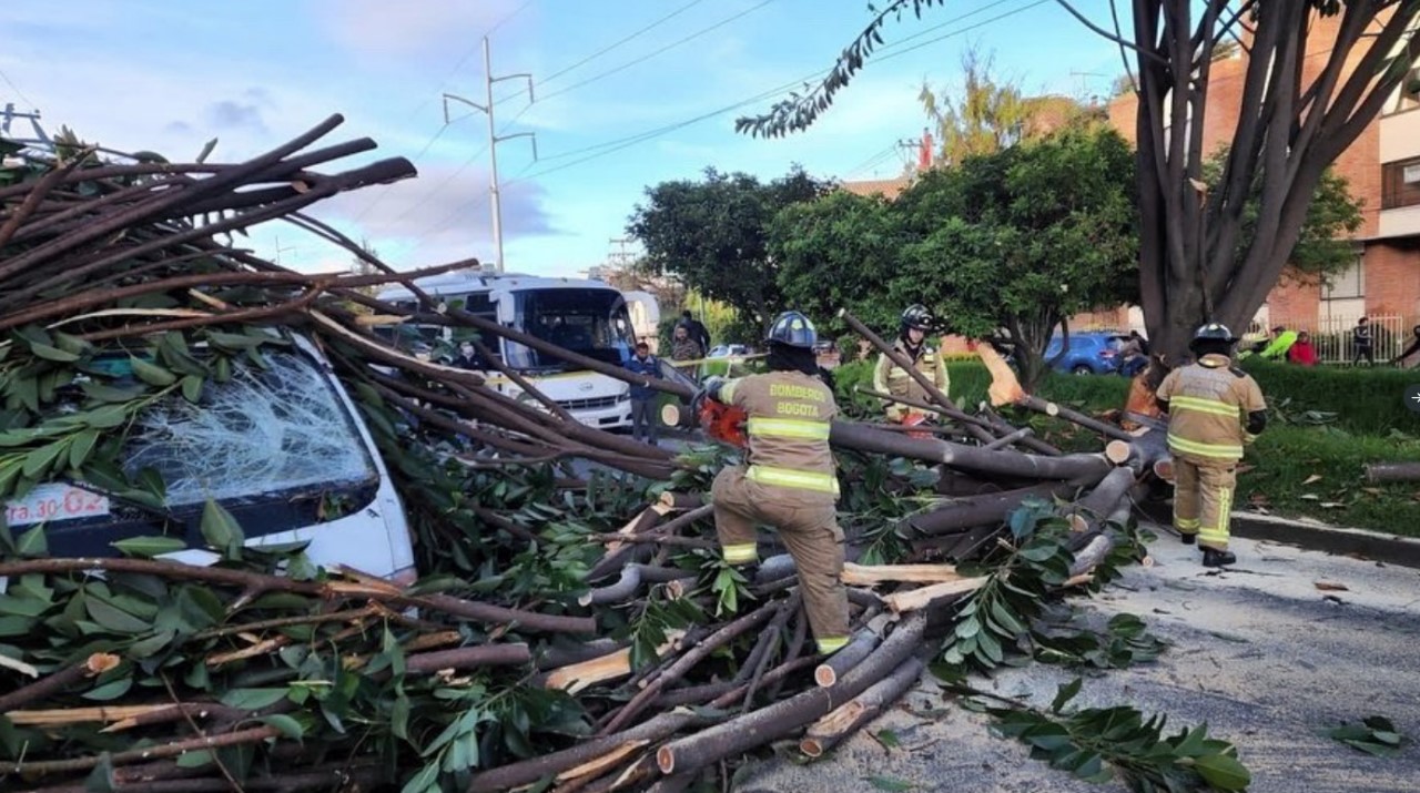 FOTOS. ¡Qué susto! árbol cayó sobre un vehículo de ruta escolar 3 arbol cayo sobre un vehiculo de ruta escolar