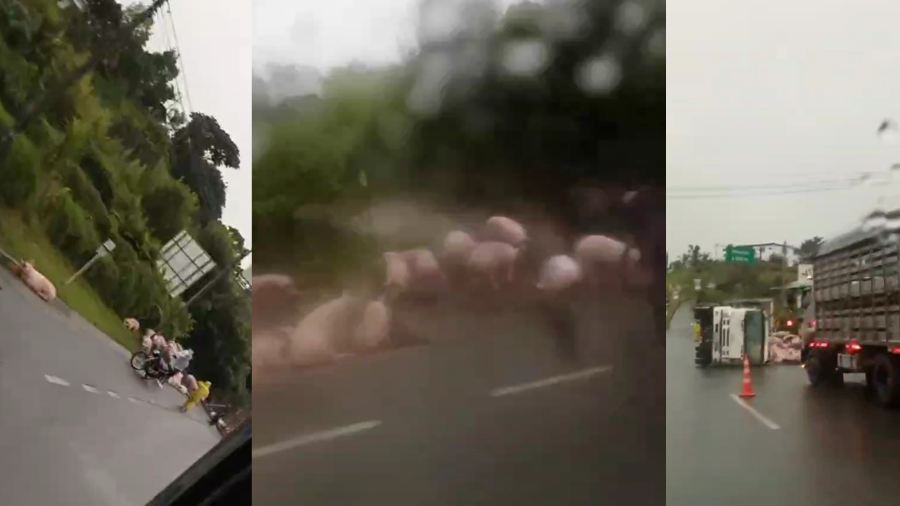 [Video] Se volcó un camión con marranos entre Marinilla y El Santuario