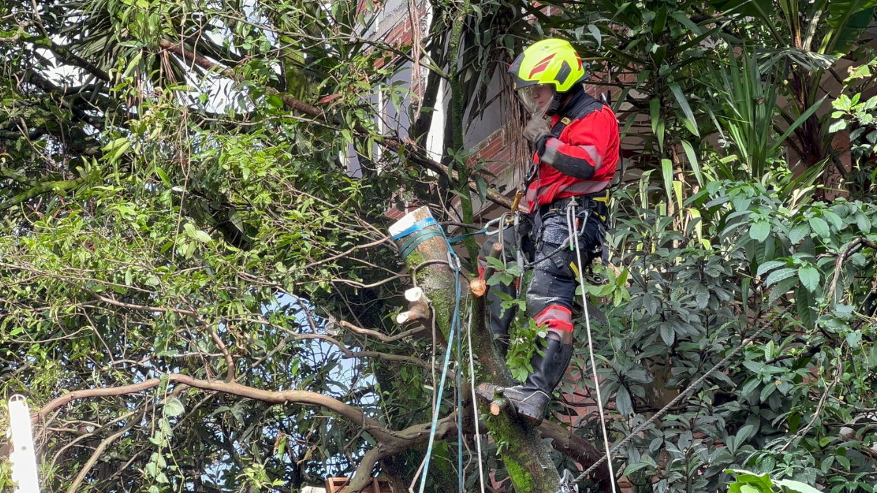 Por la lluvia de este miércoles, se desplomó un árbol y se desbordó una quebrada en Medellín