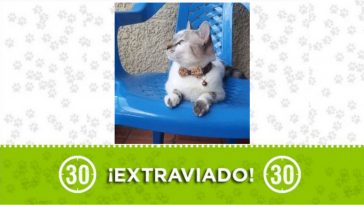 dulce extraviada