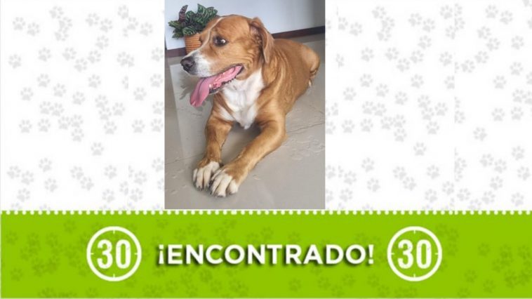 Perrito encontrado por El Dorado, en Envigado 1 encontrado en el dorado