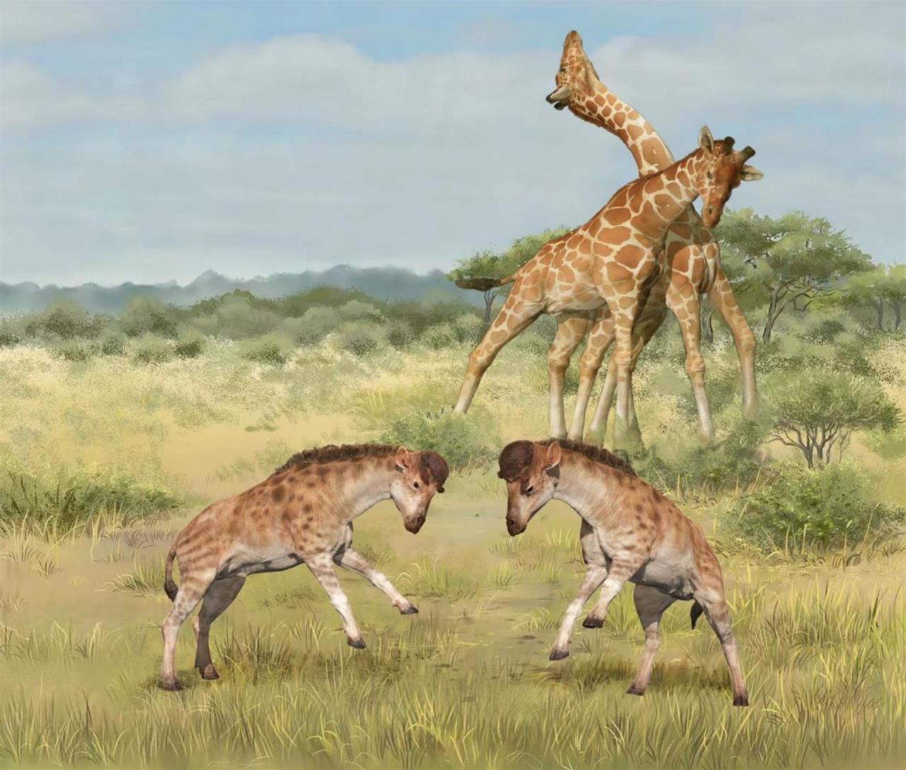 Un extraño fósil aclara el misterioso origen del largo cuello de las jirafas 2 jirafas2