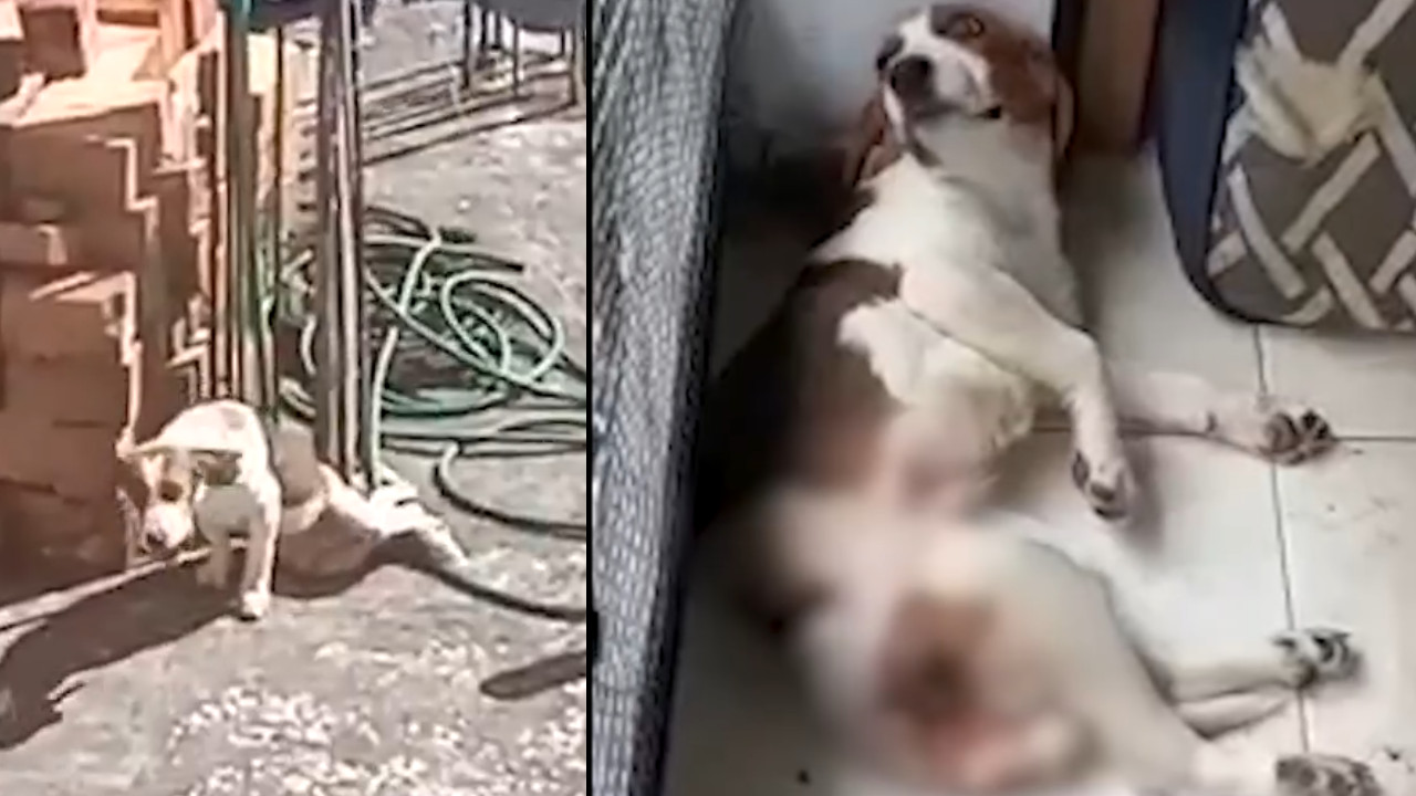 [Video] Sujeto que no cuidó de su perrito ahora está en líos
