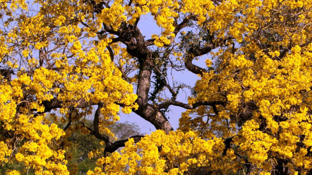 Un compuesto modificado de un árbol como posible terapia de la leucemia