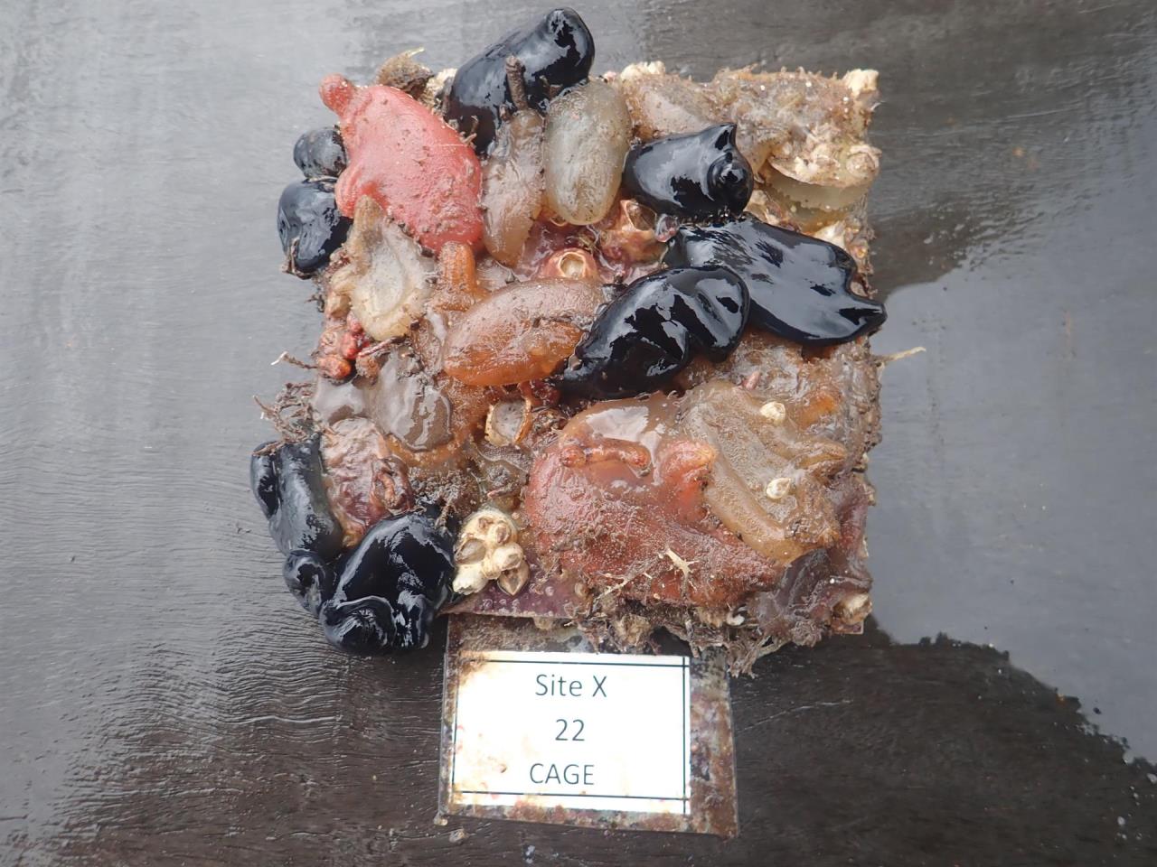 Un océano más cálido es uno más hambriento, revela un estudio de Smithsonian 3 oceanos calientes3