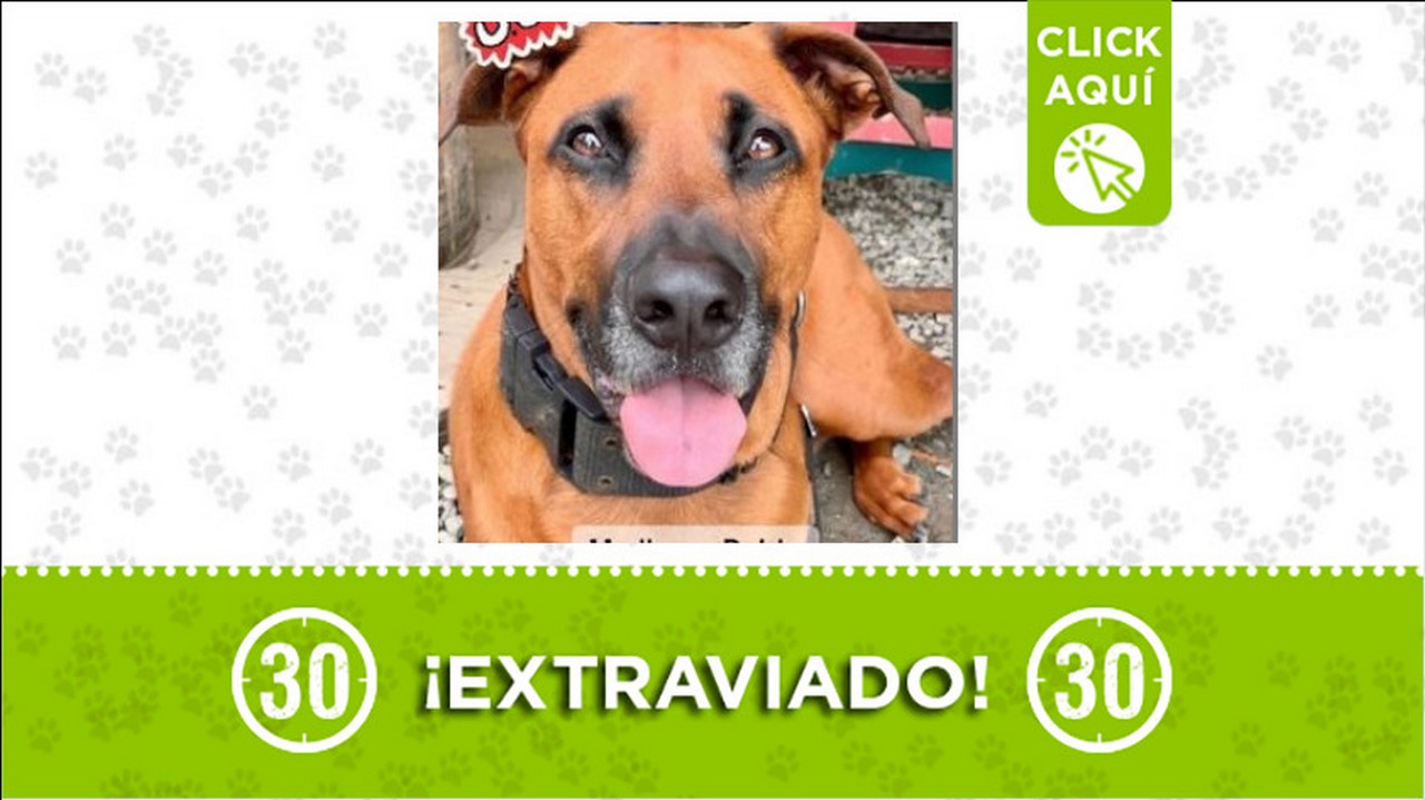 Este perrito llamado ‘Pablo’ se perdió en San Antonio de Pereira, sus dueños lo buscan