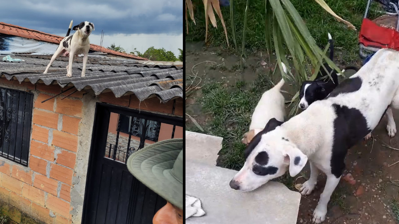 ¡Qué berraquita! perrita abandonada en el patio de una casa en Rionegro logró sobrevivir con sus cachorritos