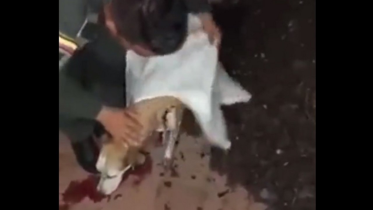 Perrita herida en ataque con explosivos en Jamundí perdió sus cachorritos