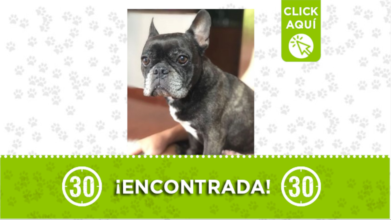 perrita Almendros de Terranova